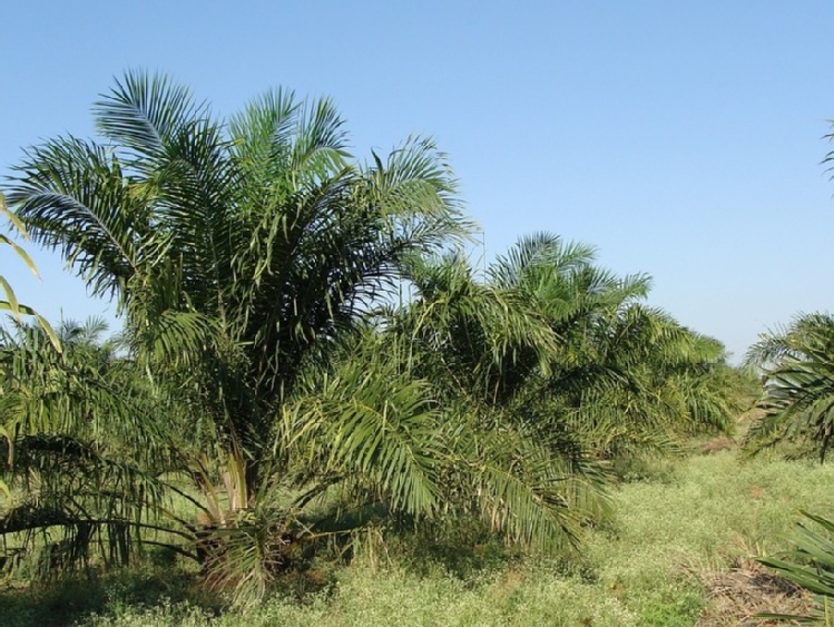 Dania – olej palmowy podstawowym surowcem do biopaliw