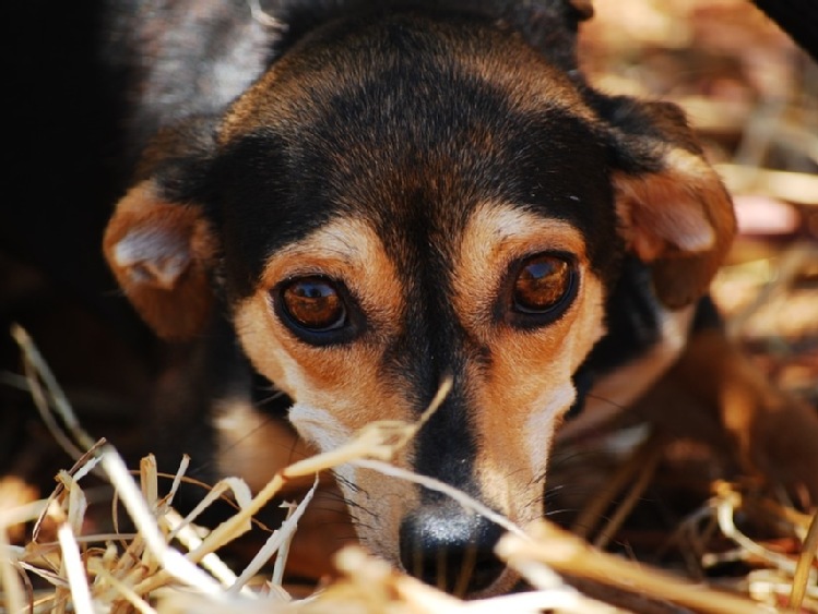 Jaki: MS ogłasza konkurs na poradnik o ochronie prawnej zwierząt