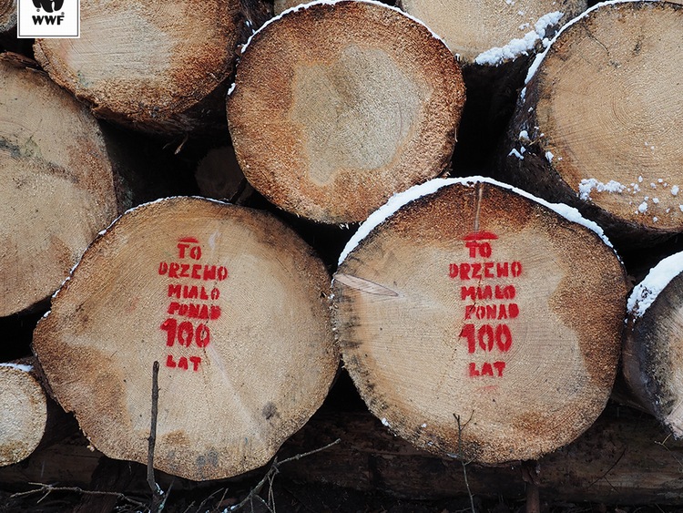 Chcą wywozić drzewa z rezerwatów Puszczy Białowieskiej - protest organizacji pozarządowych