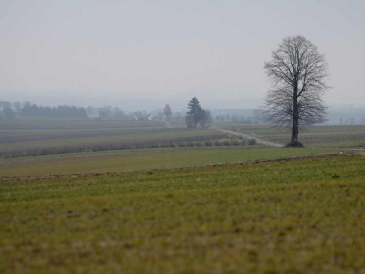 "Nasz Dziennik": wymarzają oziminy