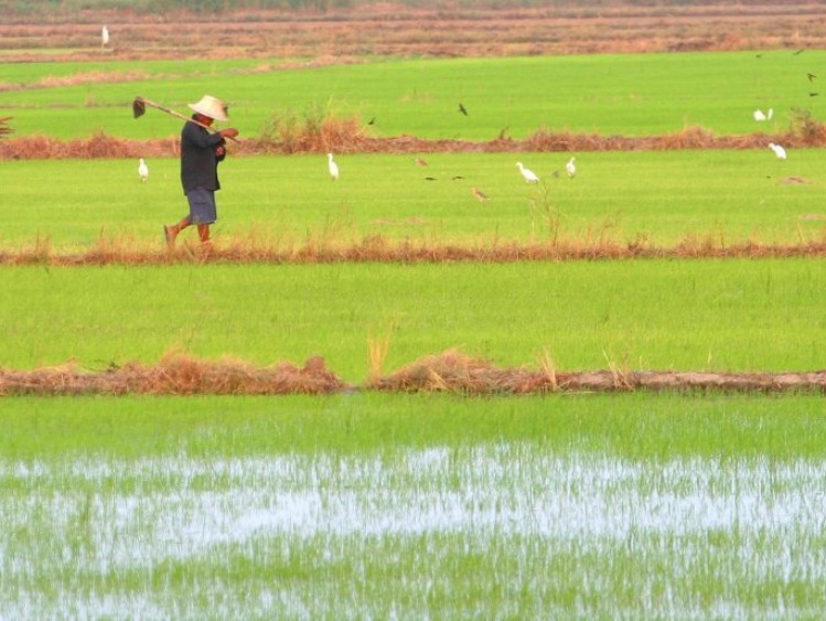 W Japonii odkryto ślady upraw ryżu sprzed 2500 lat