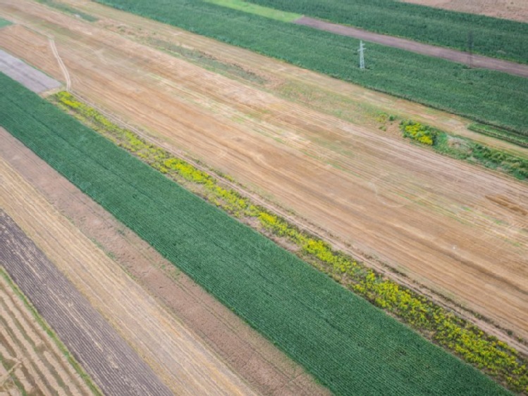 Wild: zysk z ziemi wykupionej pod CPK, a wykorzystanej komercyjnie, może trafić do mieszkańców