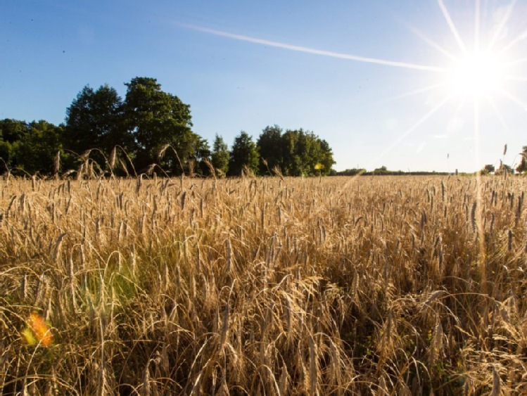 IUNG: susza w Polsce najbardziej dotyka upraw zbóż jarych