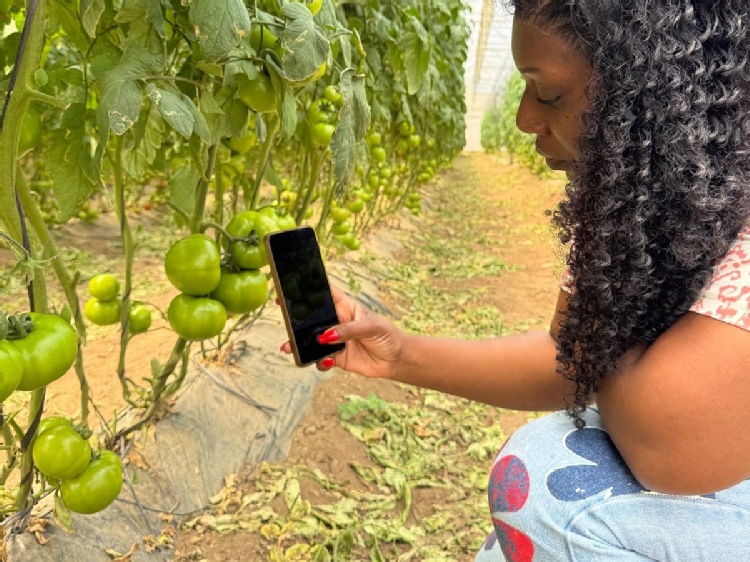 Import pomidorów do Polski to już 185 tys. ton – dane GUS alarmują