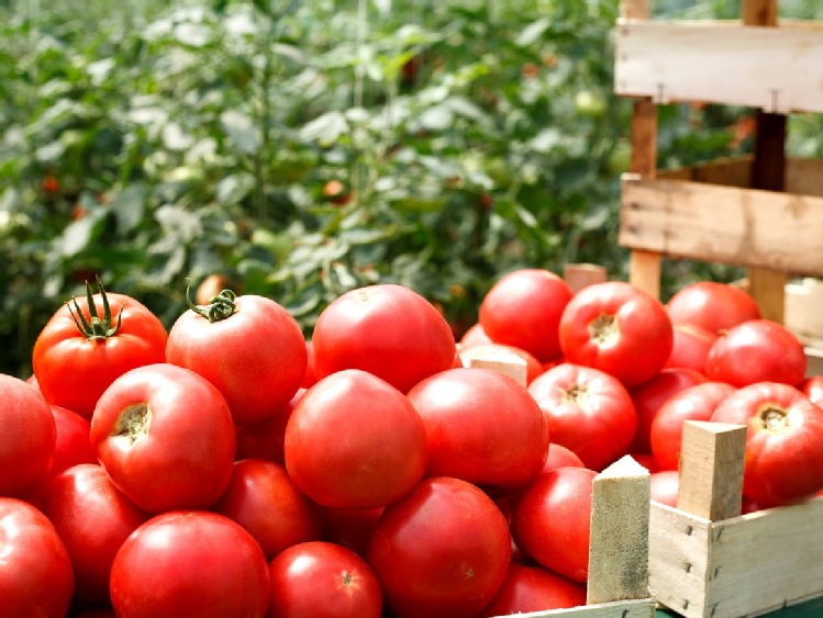 Pomidory, cebula, ogórki liderami konsumpcji warzyw w maju