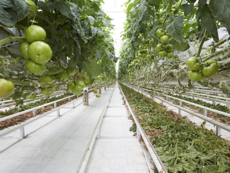 Fundacja Pro-Test zbadała pestycydy w pomidorach z Lidla i Biedronki
