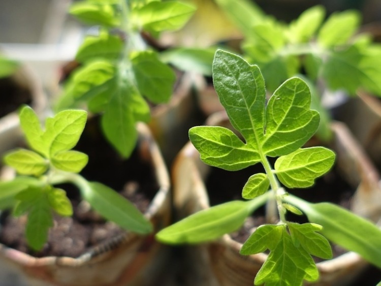 Rozsada – stymulacja wzrostu roślin