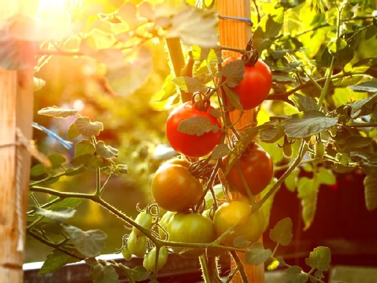 Kluczowe zmiany dla branży ekologicznej od 2021 roku. Kongres BIOEXPO 2021