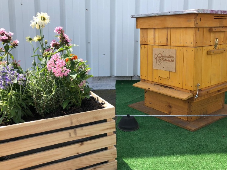 Carrefour otwiera hotele na dachu wrocławskiego hipermarketu… dla pszczół