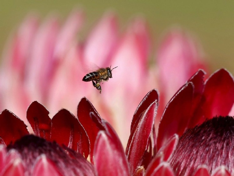 Słowenia chce ustanowienia Światowego Dnia Pszczoły