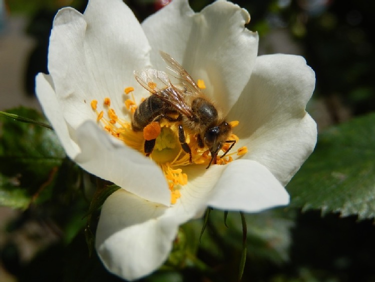 Substancje toksyczne w środowisku pszczół