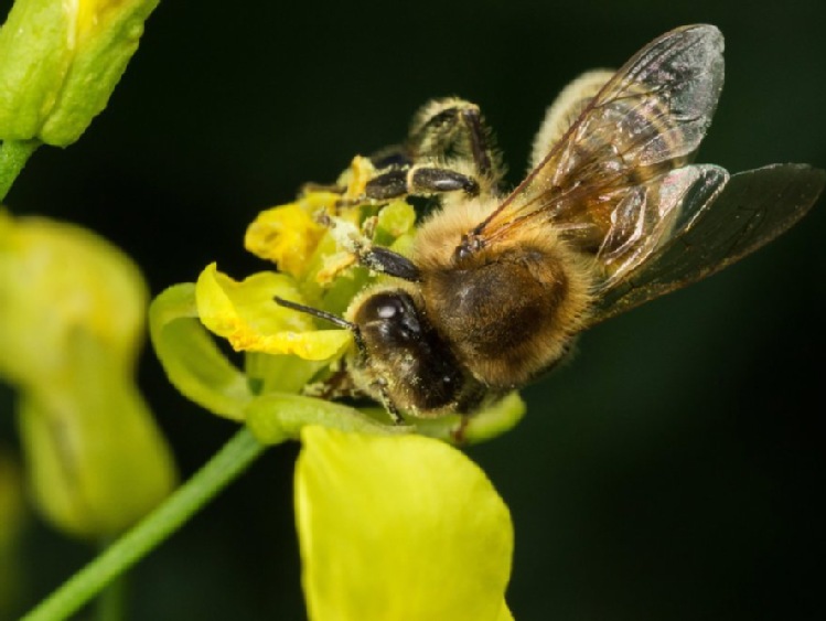 Komisja PE: musimy bardziej chronić populację pszczół w UE