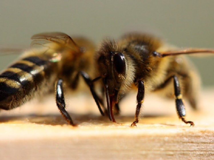 Chińscy naukowcy: pszczoły potrafią przewidzieć deszcz