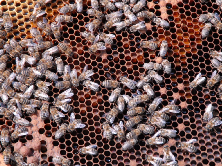 Podkarpackie: słaby sezon pszczelarzy; tylko 13 kg miodu z ula