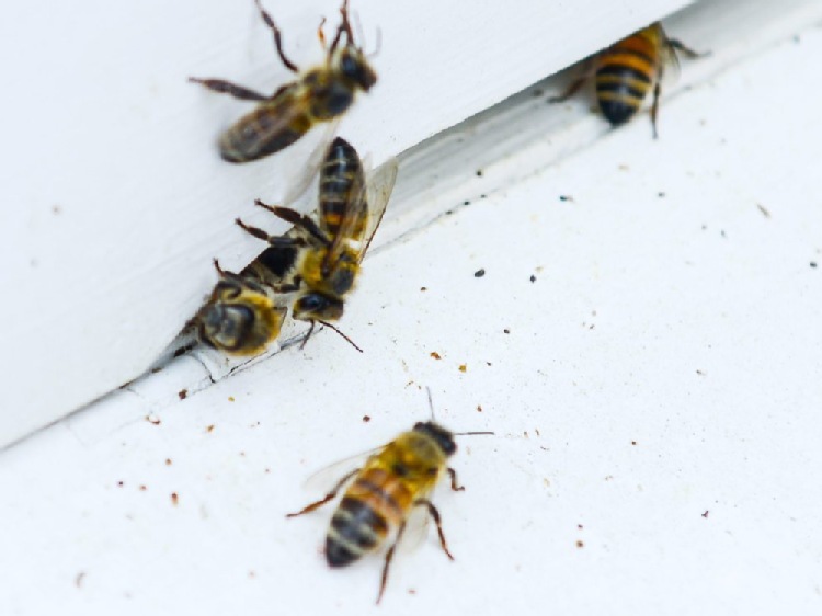 Miododajne warszawskie pszczoły; nawet 100 kg z ula