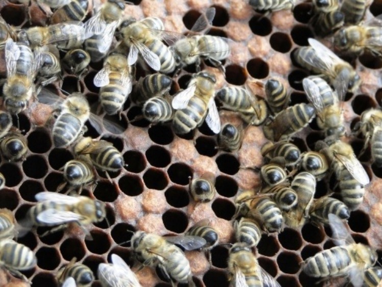 Polskie rolnictwo zawdzięcza pszczołom 4,1 mld złotych