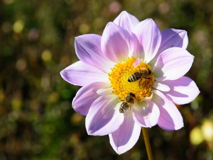 Światowy Dzień Pszczół jest ważny dla rolników