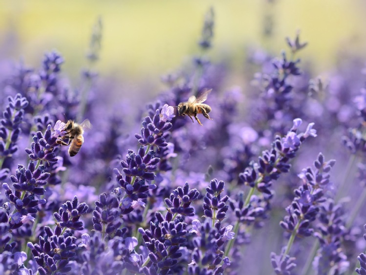 Pszczelarze i organizacje pszczelarskie,Uwaga na termin