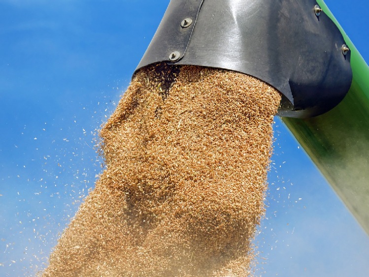 Rosja eksportuje pszenicę pod "postacią" jęczmienia
