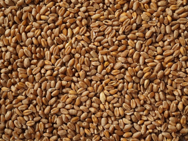 Bangladesz ogłosił przetarg na zakup 50 tys. ton pszenicy