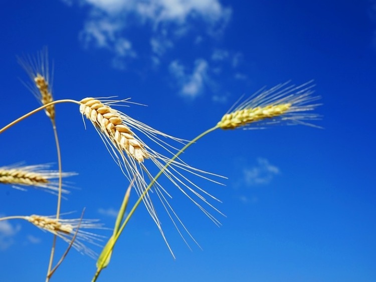 Sezon 2019 / 2020 przyniesie odbudowę światowych zapasów pszenicy