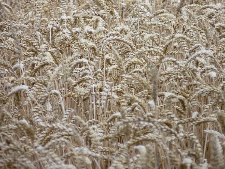 Litwa/ Z powodu suszy rząd ogłosił w kraju stan klęski żywiołowej