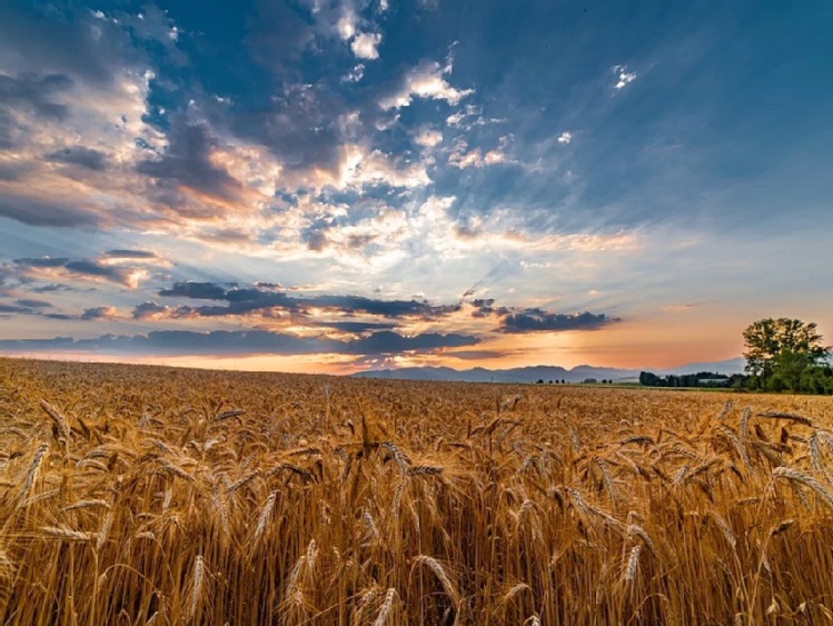KRIR: Wzrost cen pszenicy a umowy dzierżawy nieruchomości wchodzących w skład ZWRSP