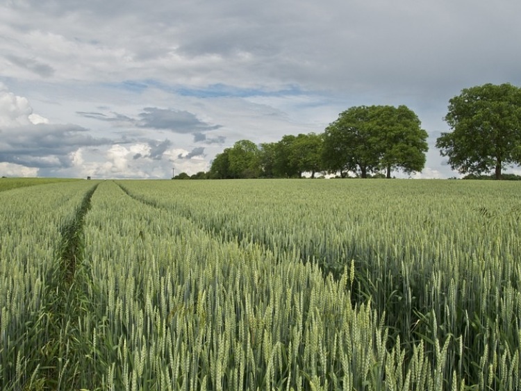 USDA podwyższył prognozę ukraińskiego eksportu zbóż
