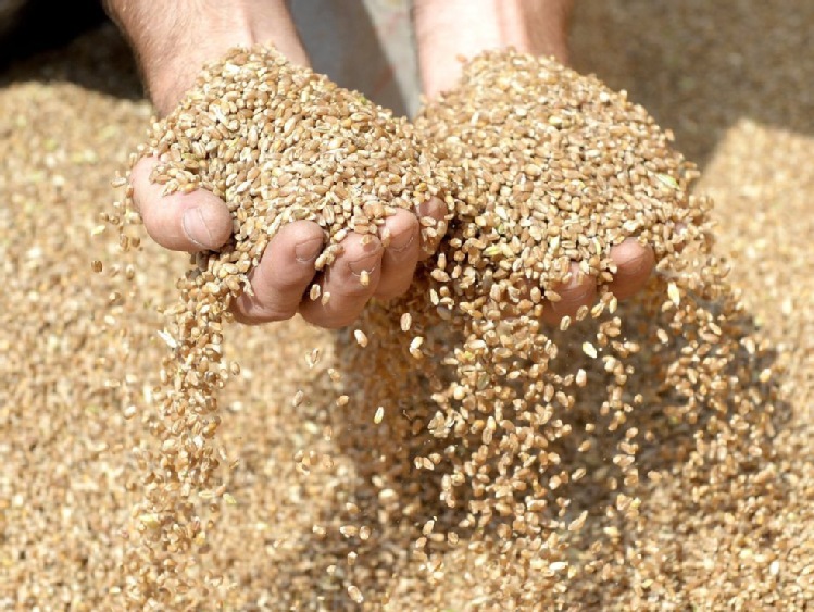 Ukraina - drugim, światowym eksporterem zbóż