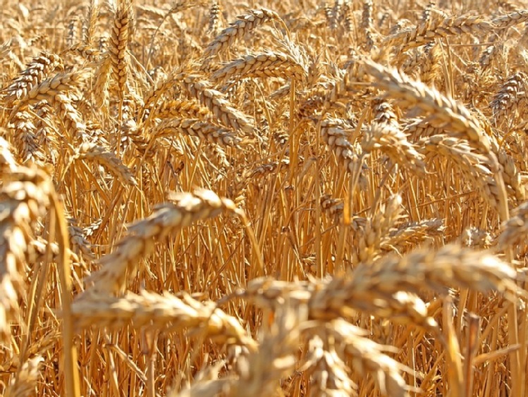 Największe wzrosty cen zbóż już za nami