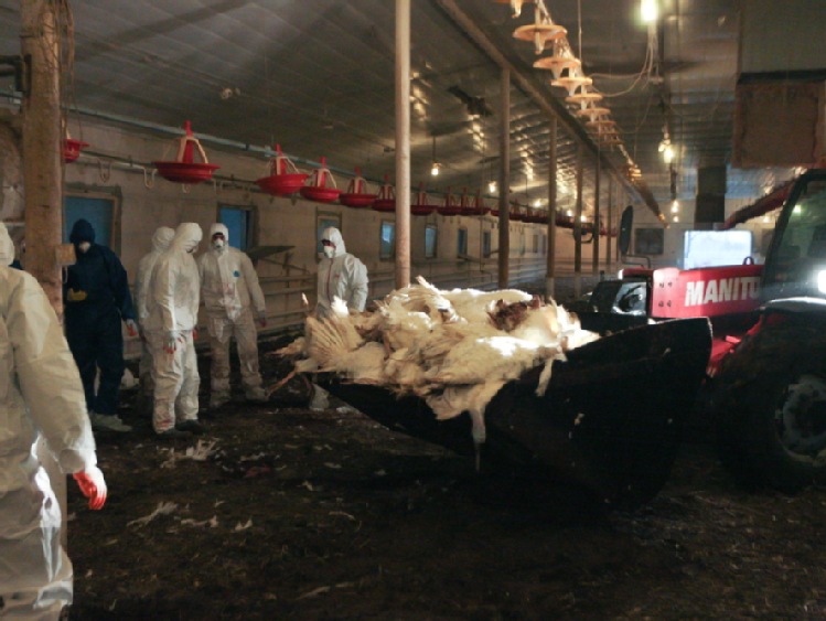USDA ogłasza pięciostopniową strategię walki z ptasią grypą