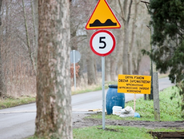 PO: w Lubuskiem szaleje ptasia grypa; rząd sobie nie radzi