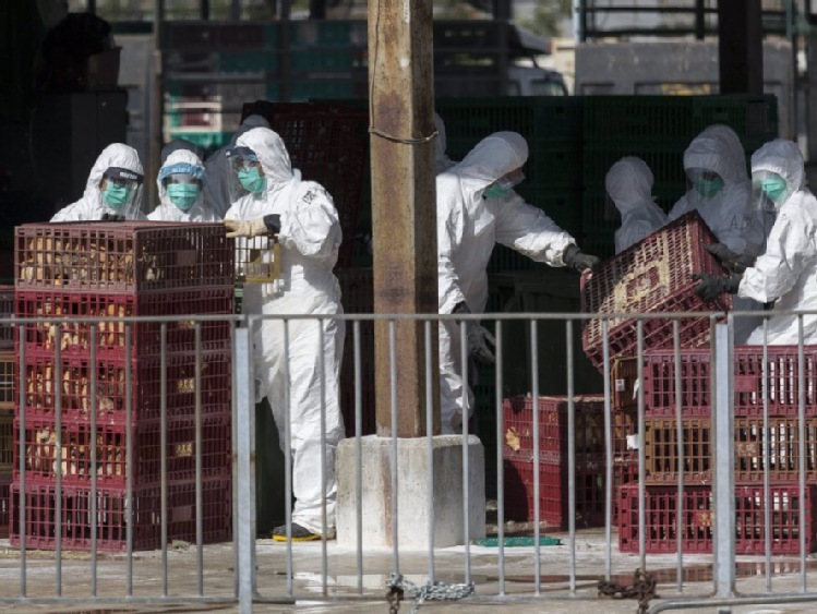 Chiny: nagły wzrost liczby ofiar śmiertelnych ptasiej grypy