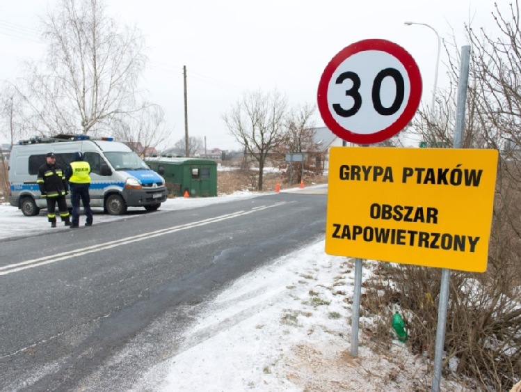 Śląskie: apel o  przestrzeganie zaleceń w  związku z ptasią grypą