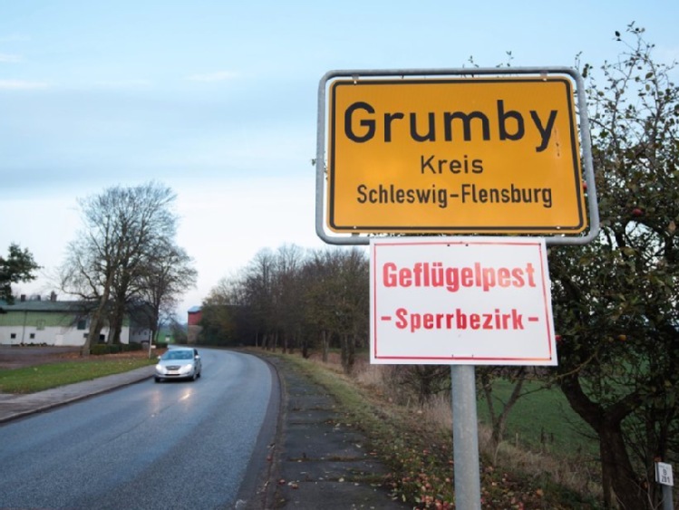 Niemcy: ptasia grypa atakuje drób na fermach na północy kraju