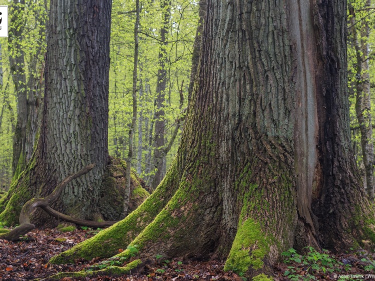 Puszcza Białowieska będzie omawiana na sesji UNESCO