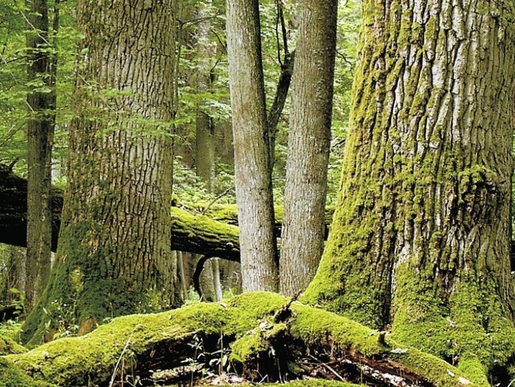 Natura w rękach biznesu - nowe prawo uderzy w polską przyrodę!