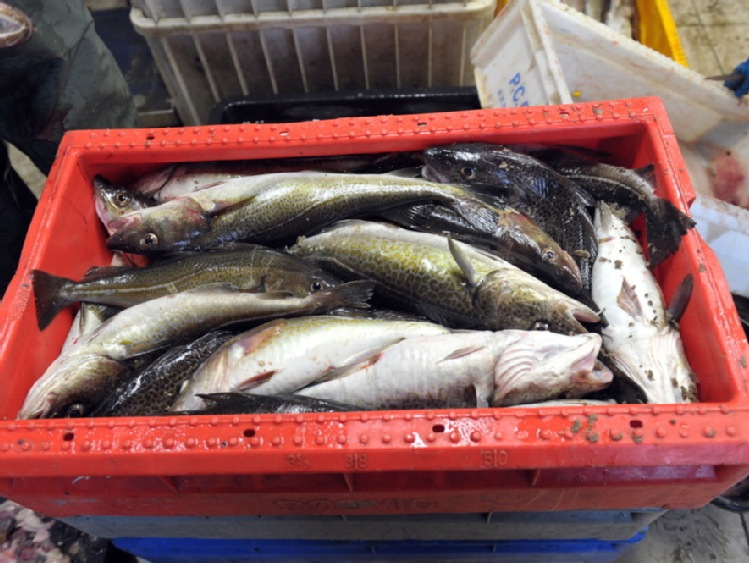 Kołobrzescy armatorzy o zniesieniu możliwości przekazywania kwot połowowych