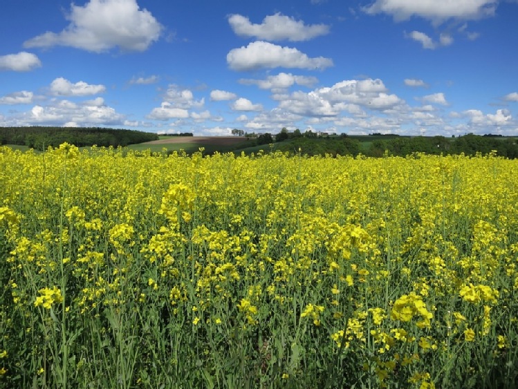 Biopaliwa: Copa i Cogeca apelują o długofalową, stabilną politykę UE w zakresie energii ze źródeł odnawialnych po 2020 r.