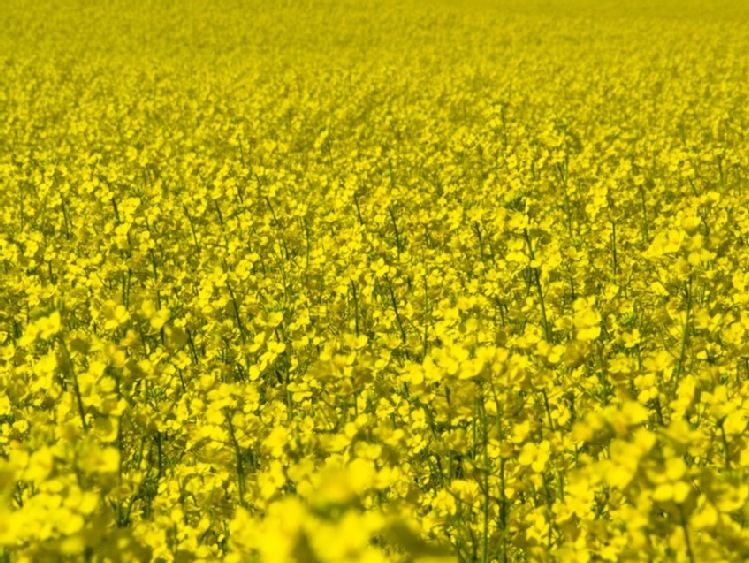 UE – rzepak  nieznacznie tańszy po listopadowym raporcie USDA