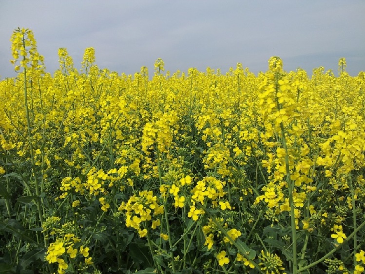 UE – rzepak wspierany przez drożejącą soję
