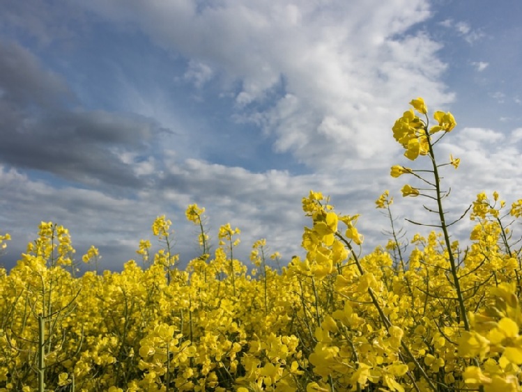 Copa i Cogeca reagują na głosowanie w Parlamencie Europejskim nad planami UE dotyczącymi biopaliw