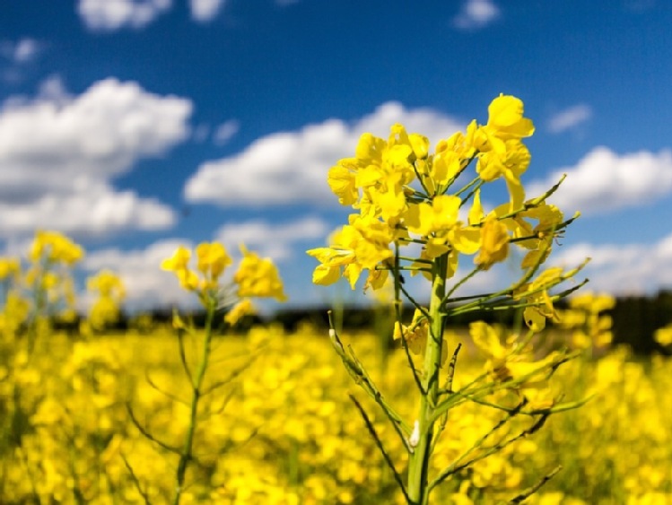 PKN ORLEN i NCBR wspólnie na rzecz rozwoju bioproduktów