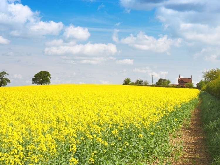 WeFarm4EU - europejscy rolnicy i spółdzielnie rolnicze włączają się w debatę przedwyborczą