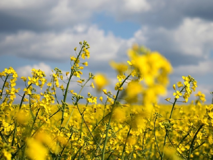 „PEP 2040 wskazuje, że biopaliwa są ważnym elementem krajowej strategii energetycznej”