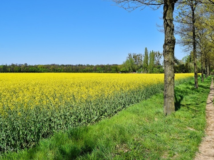 Wspieramy ambitny unijny cel 40% energii ze źródeł odnawialnych, ale nie uda się go osiągnąć bez europejskiej biomasy rolnej i leśnej