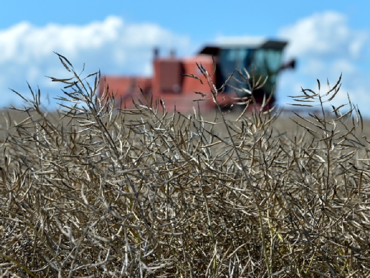 Instytut: straty zimowe w uprawach zbóż ozimych i rzepaku są niewielkie