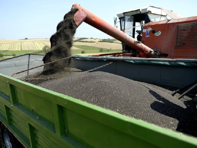 Nowelizacja ustawy biopaliwowej ciosem w producentów rzepaku