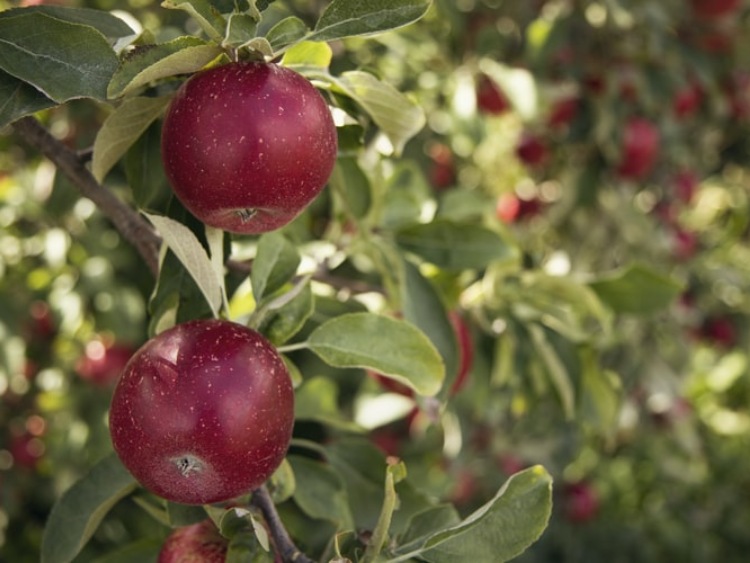 Komu smakują polskie jabłka? - przemyślane strategie eksportowe odpowiedzią na kłopoty polskich sadowników