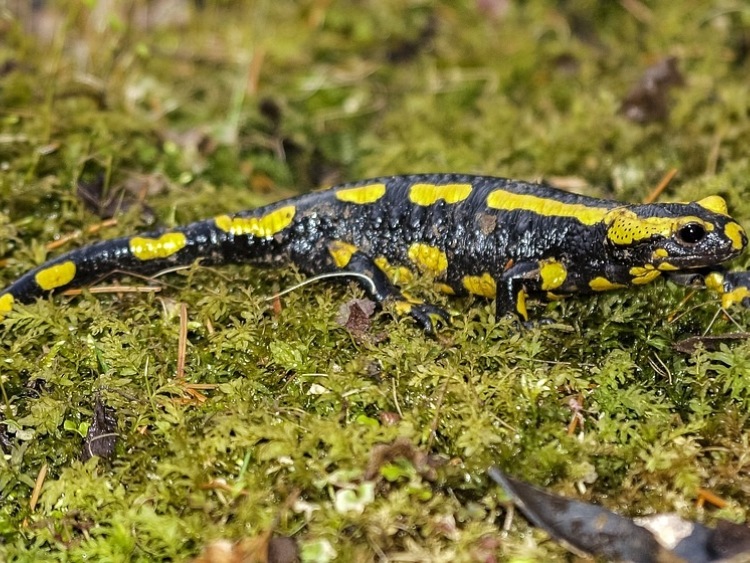 Podkarpackie/ Salamandry plamiste już wydają potomstwo